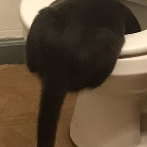 Meet your Posher, Baylee